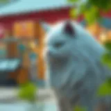 Comprehensive Guide to Downloading the Nekopoi APK Introduction